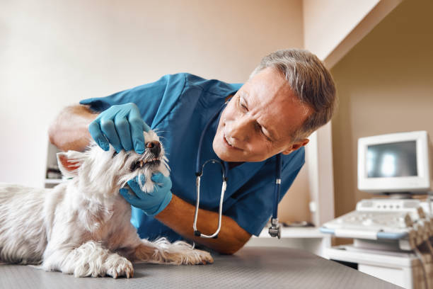 Best Emergency Wisdom Tooth Extraction in Mdleton, ID